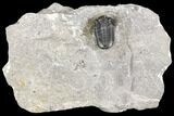 Detailed Gerastos Trilobite Fossil - Morocco #141671-5